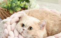猫専門ブランド「ペットパラダイスキャット」誕生…ベッドやキャットタワーなど 画像