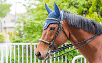 警視庁で活躍する「馬のお巡りさん」…交通機動隊の騎馬隊［インタビュー］ 画像