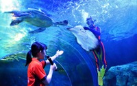魚たちとダイバーによる「水中ショー」を開催、しながわ水族館…7月1日から 画像