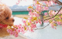【チワプーひめりんごの耳よりドライブ情報】春が一足早く訪れる観光地、南伊豆編 画像