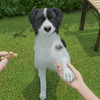 ワンちゃんを子犬から育てるゲーム『Dog Trainer』発表！ 犬を飼うことの喜びと責任を体験 画像