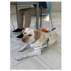 日本盲導犬協会、2020年度盲導犬ユーザー受け入れ拒否の実態を報告…事業者向けオンラインセミナー開催中 画像