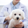 犬の前立腺がんに対する新しい免疫療法、メカニズムや成果は？…東大が発表 画像