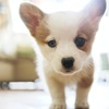 イギリスの動物愛護事情 vol.3…幸せのための「子犬契約書」 画像