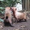 【動物園のわんこ】ズーラシアのヤブイヌ…胴長短足、走っているだけで愛くるしい 画像