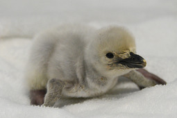 アドベンチャーワールドでペンギンのベビーラッシュ、6種類25羽の赤ちゃんが誕生 画像