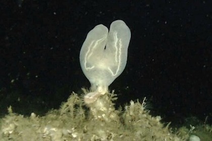 FullDepth×新江ノ島水族館、研究成果発表展示「相模湾 江の島沖の深海生物相調査」を実施…4月11日まで 画像