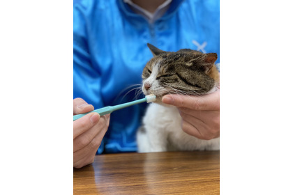 「歯磨きが苦手な猫のための簡単歯磨き」無料オンラインセミナー開催…2月18日 画像