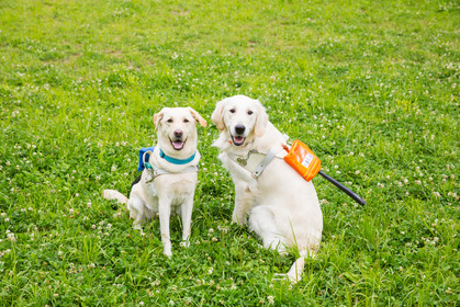 日本盲導犬協会、「オンラインで知る 盲導犬トリビア 」を配信…12月26・27・29日 画像
