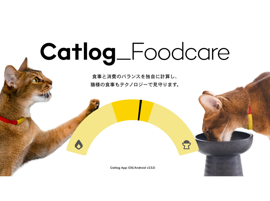 RABO、猫の食事をテクノロジーでサポートする「Catlogフードケア」をリリース