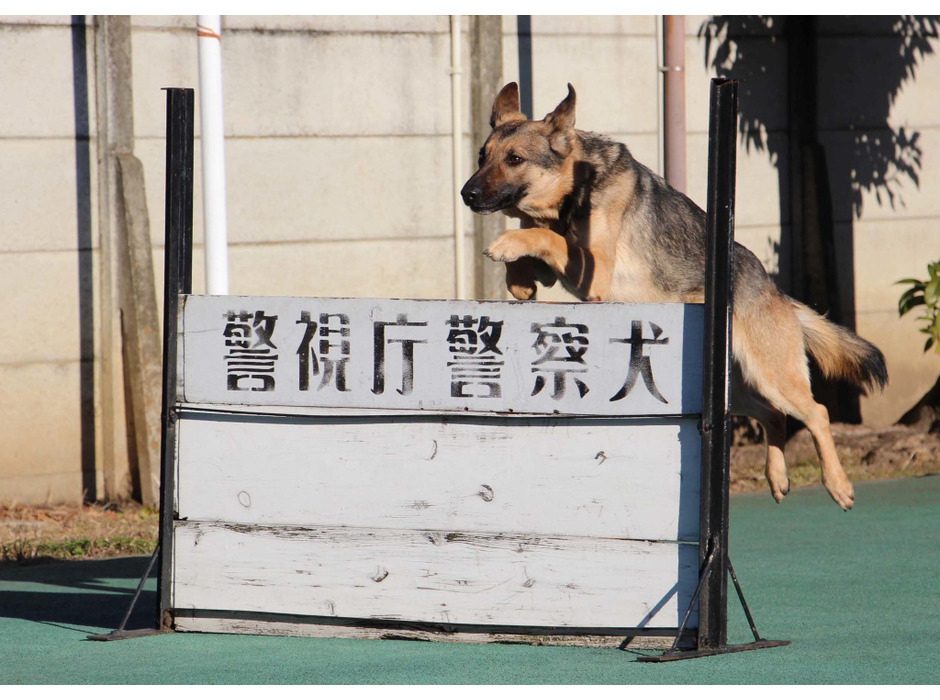 警察犬のウグラ号