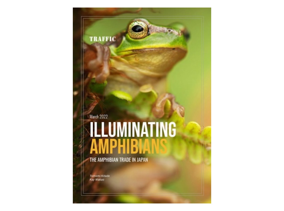 『Illuminating Amphibians: the amphibian trade in Japan（タイトル和訳：日本の両生類取引）』