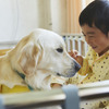 日本介助犬協会では、動物介在活動や動物介在療法にも力を入れている