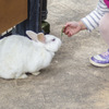ウサギの飼い主は、動物園等で他のウサギと触れ合った後で手洗いに努めたい
