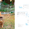 “島猫”たちの写真集『日本の島のごきげんな猫』