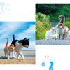 “島猫”たちの写真集『日本の島のごきげんな猫』