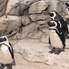 仙台うみの杜水族館、ケープペンギンの新施設を7月中旬にオープン