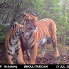 自然保護先進国ブータンでは、このように年齢の違うトラたちが健全に暮らせる生態系が残されている