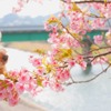 【チワプーひめりんごの耳よりドライブ情報】春が一足早く訪れる観光地、南伊豆編