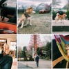 柴犬・小春、トヨタの「コペン GR SPORT」に乗っておでかけ！「小春がオープンカーで旅にでた」