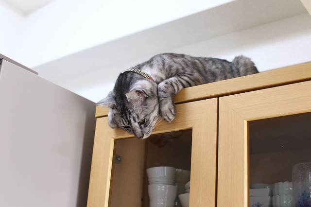 キッチンで離乳食の調理を見守る猫