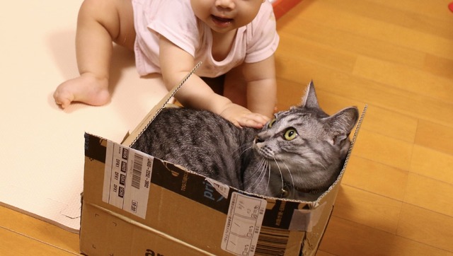 箱に入っている猫が気になって仕方がない娘