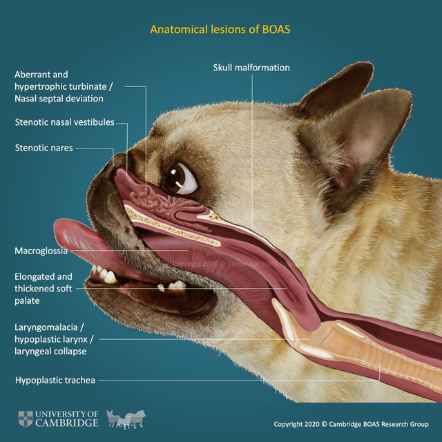 短頭犬種には、鼻、喉、舌、気管や頭蓋骨の形成不全が頻発する