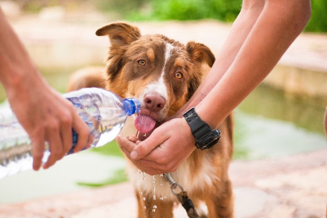 夏の屋外では、常に飲み水を用意するのが大切