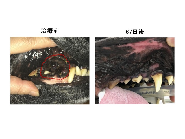 口腔内原発病変の肉眼像；治療前に認められた腫瘤（左・赤点線内）は治療開始67日後には完全に消失