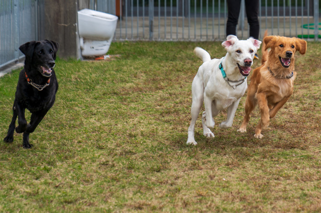 盲導犬候補の若い犬たちがトレーニングを受ける
