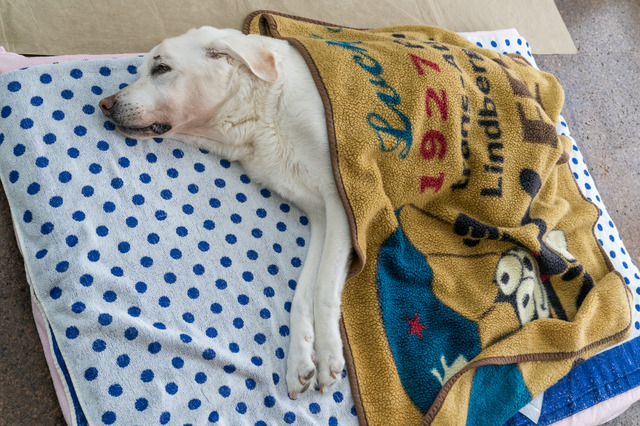 引退犬は暖かい部屋で穏やかな時を過ごす