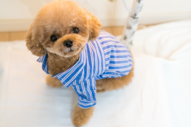 アメリカと日本の人気犬種ランキング 愛犬に求めるものの違い 6枚目の写真 画像 動物のリアルを伝えるwebメディア Reanimal