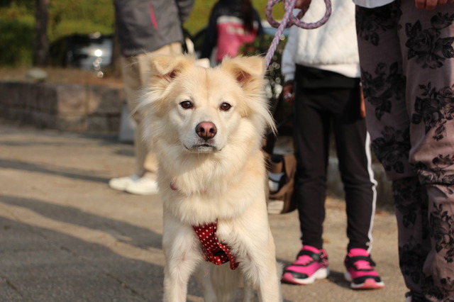 ワンミャツダクラブで保護した犬たちの1歳を祝うお散歩会