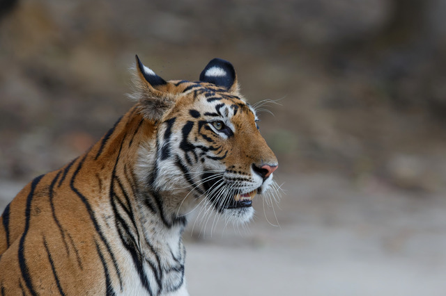 トラを絶滅から救うための保護活動…寅年特集 vol.3 | 動物のリアルを伝えるWebメディア「REANIMAL」