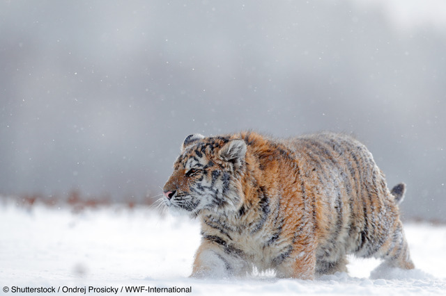 アムールトラ（シベリアトラ） © Shutterstock / Ondrej Prosicky / WWF-International
