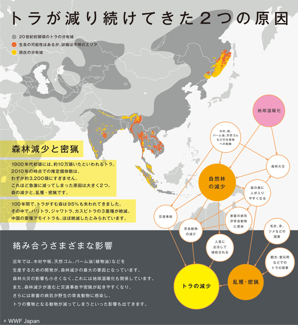 トラの生息地図（WWF Tiger Alive Initiative ウェブサイトよりWWFジャパンが作成）© WWF Japan