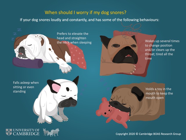 ケンブリッジ大学は短頭犬種の健康問題に関する啓発に力を入れる