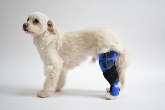 膝蓋骨脱臼治療用の装具に対するニーズは高い