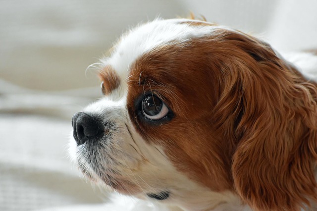 キャバリアは愛らしい姿で人気の犬種だが、イギリスでも遺伝性疾患が問題になっている