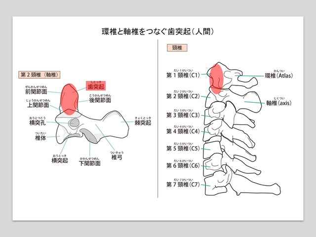 第1頸椎と第2頸椎は「歯突起」と靭帯がつなぐ