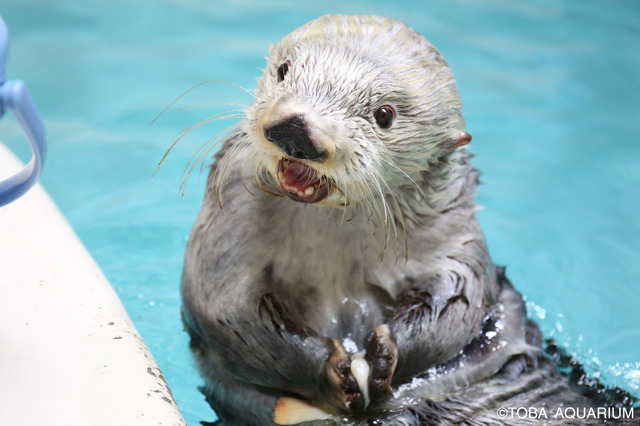 ラッコ メイとキラの多彩な 技 その大切な意味とは 鳥羽水族館 動物のリアルを伝えるwebメディア Reanimal