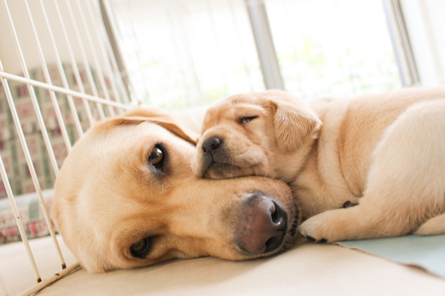 子犬は母犬から免疫と社会性を学ぶ