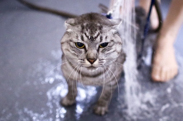 猫のシャンプーはスペースにゆとりがある実家の浴室で。洗おうとするといつも耳をたたんで警戒します