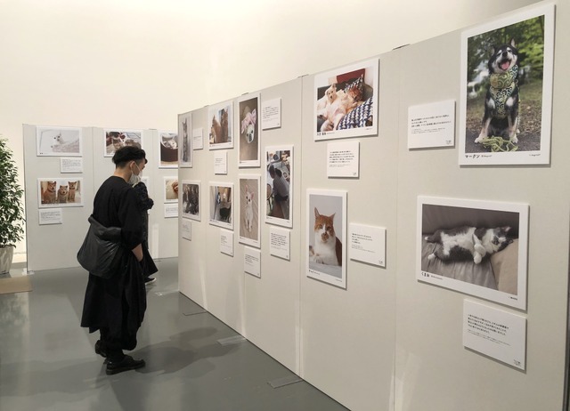 譲渡された元保護犬・保護猫たちの写真展も開催