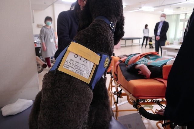 日本介助犬協会が取り組む「犬による介入（Dog Intervention）」活動