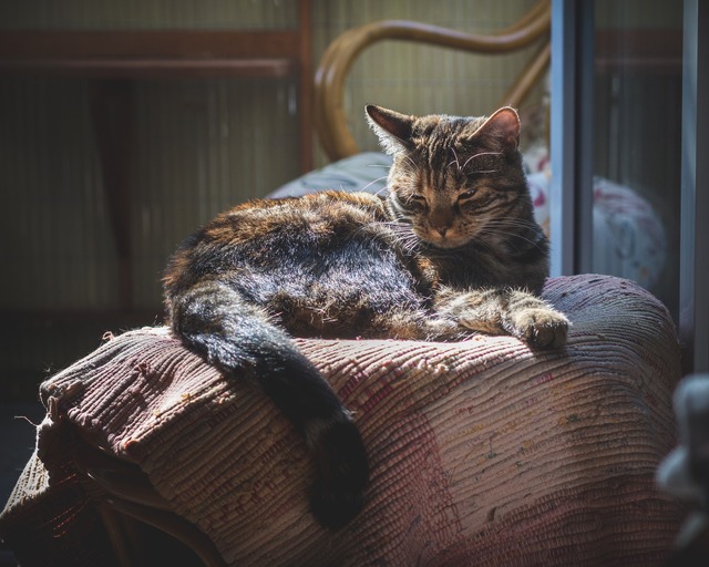 猫がなりやすい病気】猫免疫不全ウイルス感染症編u2026感染猫との接触を 