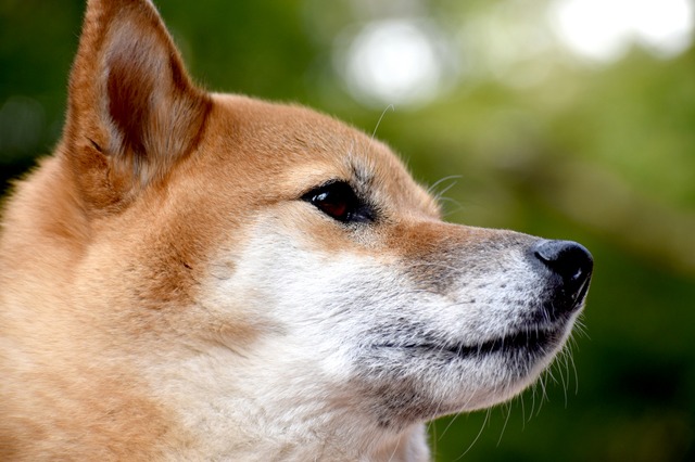 危険な犬種 は存在するか Vol 6 相性の良い子犬を迎えるには 番外編 動物のリアルを伝えるwebメディア Reanimal