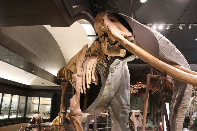 ツダンスキーゾウの反対側は骨格標本となっている