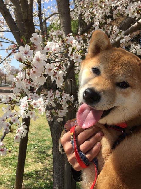初めて桜を眺めるさくらちゃん