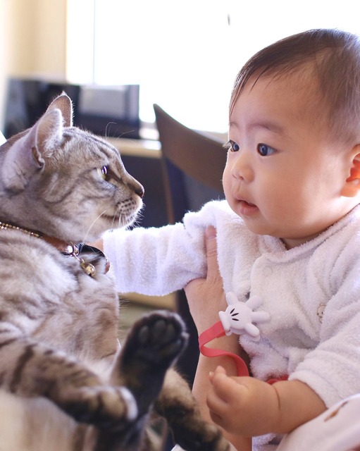 引っ越し当日に猫が娘を優しいまなざしで見ていたときの1枚が、この度日本愛護動物協会主催 第40回ペット写真コンテストにて「ペット大賞 環境大臣賞」を受賞しました